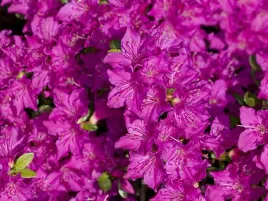 azalia-japonska-purpurtraum-zimozielona-c2