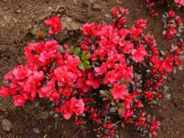 azalia-japonska-maruschka-karminowo-czerwona-c2