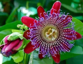 meczennica-olbrzymia-passiflora-quadrangularis-nasiona-300-sztuk-10g