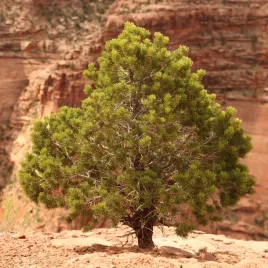 sosna-gorska-edulis-sadzonki-w-doniczce-ceniona-przez-indian-unikat