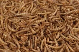 balmax-mealworm-suszone-larwy-macznika-macznik-dla-gadow-5-kg