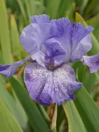 irys-brodkowy-purple-pepper-fioletowe-kwiaty-klacze-kosaciec