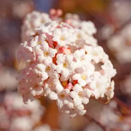 kalina-bodnantska-dawn-krzew-sadzonki-angielska-zimowy-zapach-kwiatow