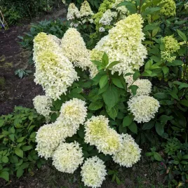 hortensja-bukietowa-bobo-sadzonka-biala-karlowa-mrozoodporna-niska