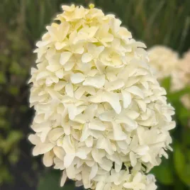 hortensja-skyfall-bukietowa-sadzonki-biala-mrozoodporna-2-x-medalistka