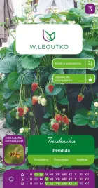 truskawki-pendula-czerwona-wiszaca-nasiona-legutko