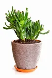 crassula-hobbit-grubosz-xl-p17