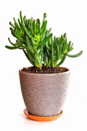 crassula-hobbit-grubosz-xl-p17