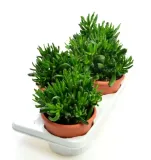 crassula-hobbit-grubosz-xl-p17-rodzaj-rosliny-inny