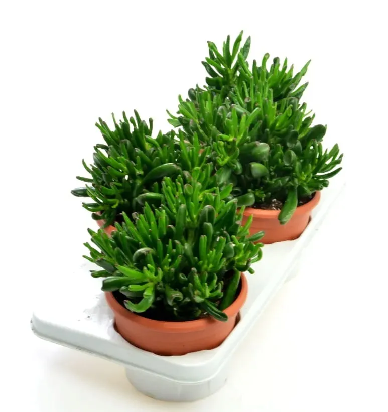 crassula-hobbit-grubosz-xl-p17-rodzaj-rosliny-inny
