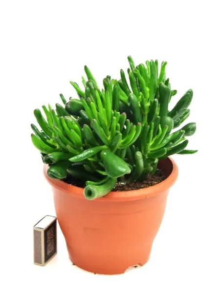 crassula-hobbit-grubosz-xl-p17-kod-produktu-1554