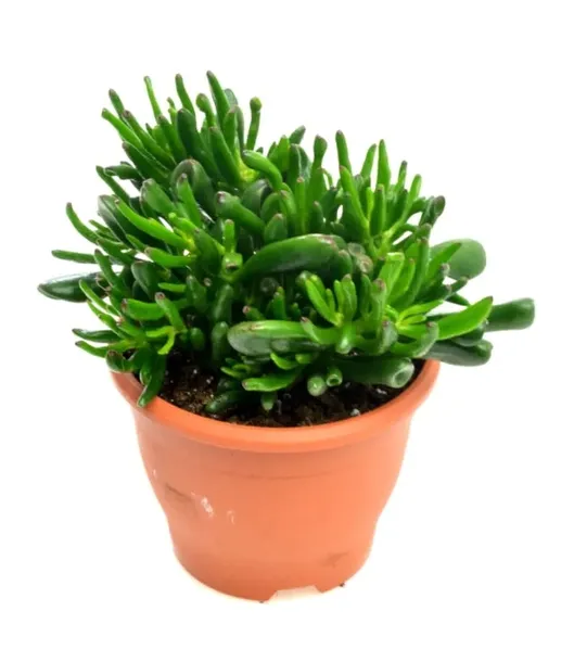 crassula-hobbit-grubosz-xl-p17-kod-produktu-1554-rodzaj-rosliny-inny