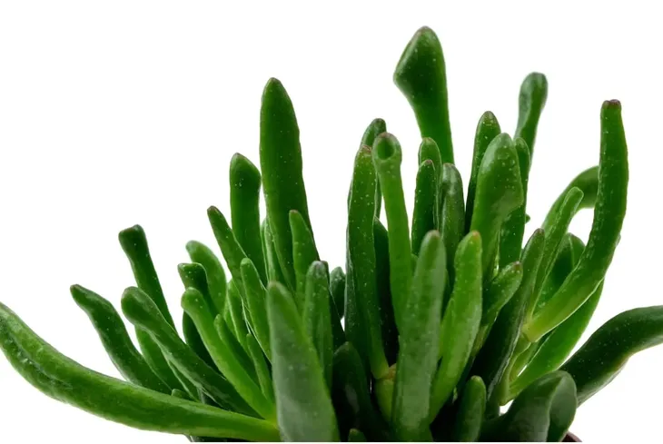 crassula-hobbit-grubosz-xl-p17-rodzaj-rosliny-inny