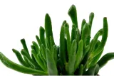 crassula-hobbit-grubosz-xl-p17-rodzaj-rosliny-inny
