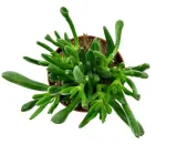 crassula-hobbit-grubosz-xl-p17-kod-produktu-1554