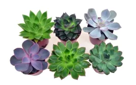 echeveria-mix-6-szt-duze-p8