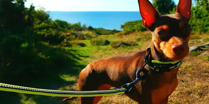 obroza-dla-psa-truelove-active-kolor-odcienie-czerwieni-rozmiar-xxl