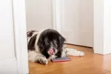 mata-lickimatr-buddy-tuff