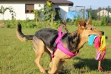 szelki-dla-psa-truelove-active-kolor-odcienie-rozowego-rozmiar-xs