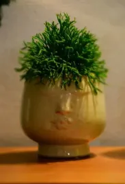 hatiora-bambusoides-patyczak-p5-8-cm