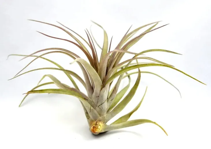 tillandsia-multiflora-xl-15-cm