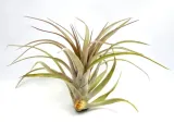 tillandsia-multiflora-xl-15-cm