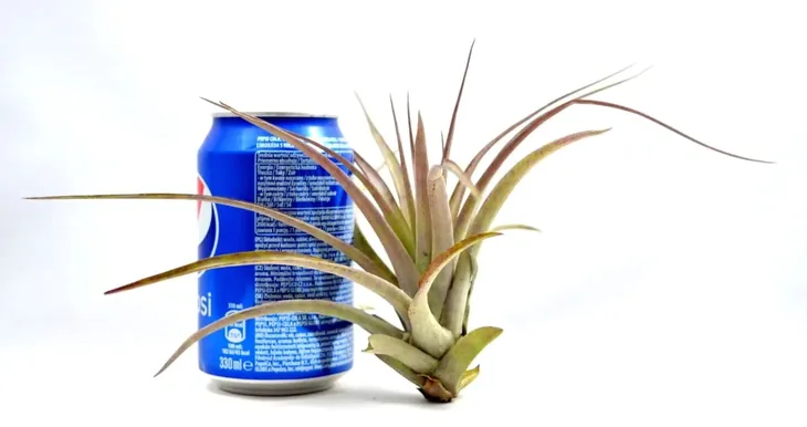 tillandsia-multiflora-xl-15-cm-rodzaj-rosliny-inny