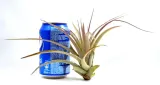 tillandsia-multiflora-xl-15-cm-rodzaj-rosliny-inny