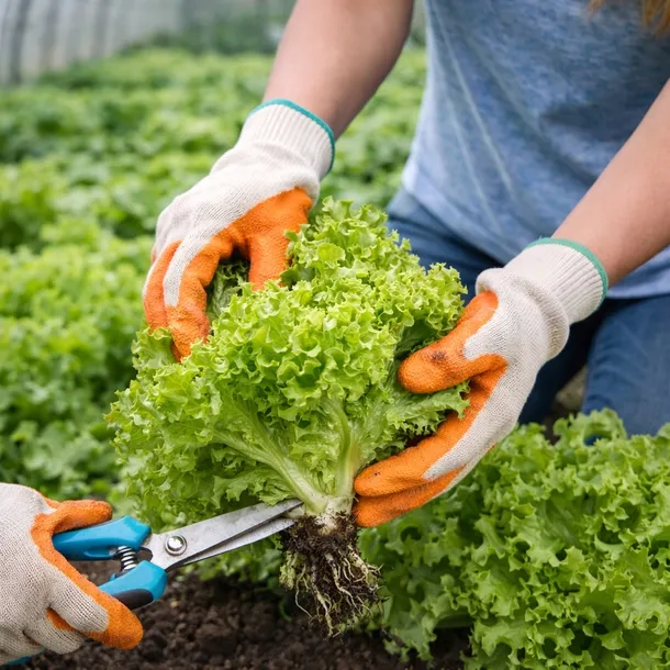 szklarnia-z-poliweglanu-tunel-ogrodowy-35x12-profile-40x20-poliweglan-8mm-grubosc-8-mm-wysokosc-produktu-200-cm