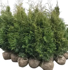 tuja-brabant-thuja-140-160cm-zywotnik-zachodni