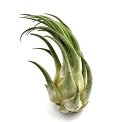 tillandsia-seleriana-l-17-22-cm