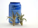 tillandsia-multiflora-mini-5-6-cm-rodzaj-rosliny-inny