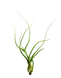 tillandsia-baileyi-xl-26-cm-oplatwa