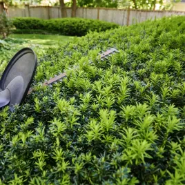 cis-kolumnowy-kazio-sadzonki-na-zywoplot-nowa-odmiana-nie-wytwarza-owoco