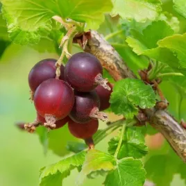 agrest-czerwony-hinnonmaki-red-p9-c1