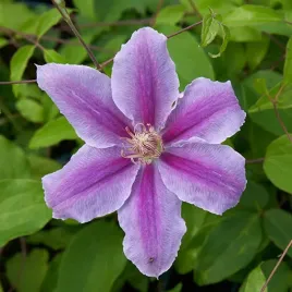 clematis-bees-jubilee-poj-2-l