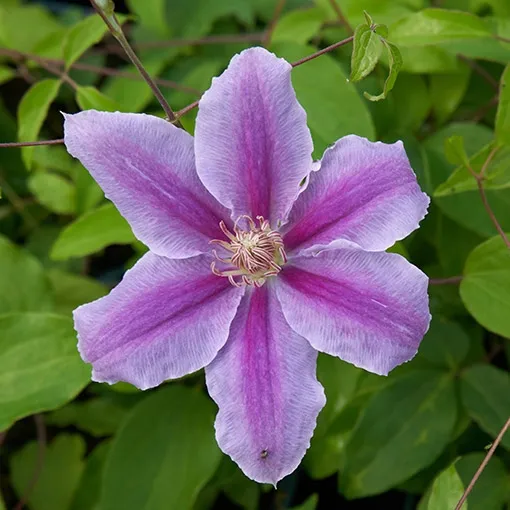 clematis-bees-jubilee-poj-2-l