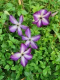 clematis-venosa-violacea-poj-2-l-rodzaj-rosliny-powojnik