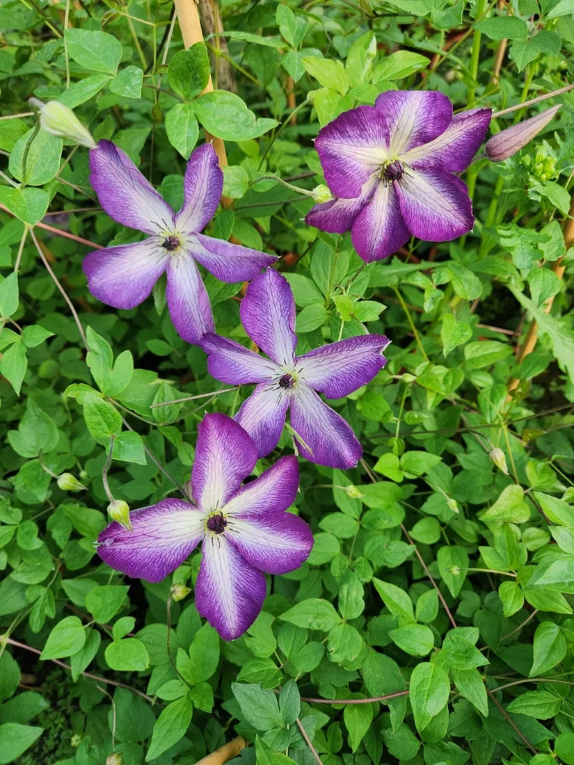 clematis-venosa-violacea-poj-2-l-rodzaj-rosliny-powojnik