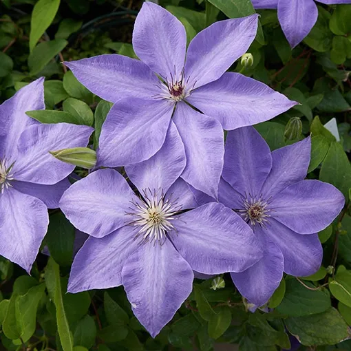 clematis-elsa-spath-poj-2-l