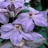 clematis-elsa-spath-poj-2-l-rodzaj-rosliny-powojnik