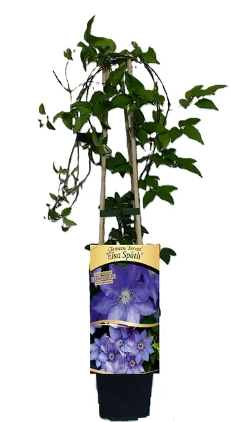 clematis-elsa-spath-poj-2-l-producent-inna