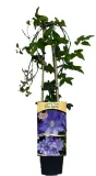 clematis-elsa-spath-poj-2-l-producent-inna