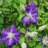 clematis-stefan-franczak-poj-2-l