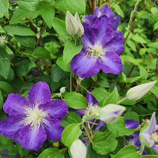 clematis-stefan-franczak-poj-2-l