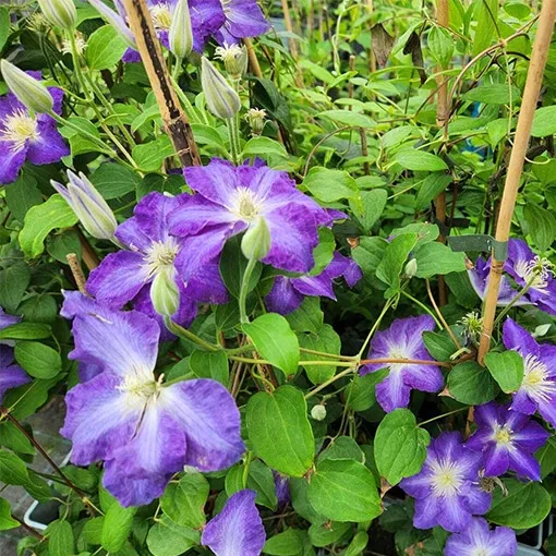 clematis-stefan-franczak-poj-2-l-rodzaj-rosliny-powojnik