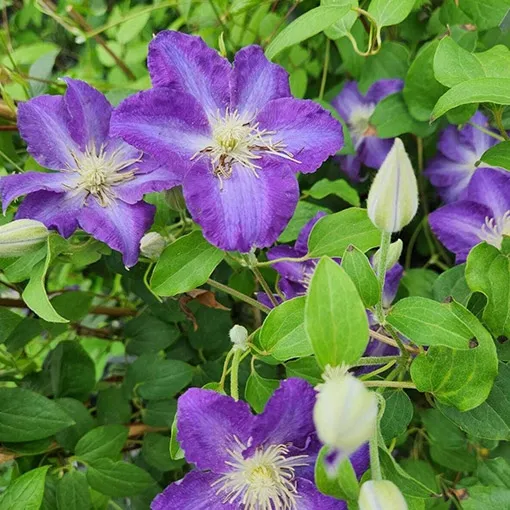 clematis-stefan-franczak-poj-2-l-producent-inna