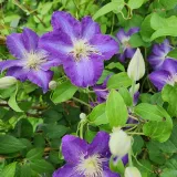 clematis-stefan-franczak-poj-2-l-producent-inna