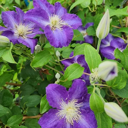 clematis-stefan-franczak-poj-2-l-rodzaj-rosliny-powojnik