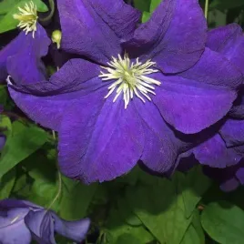 clematis-jackmanii-wielkokwiatowy-poj-4l